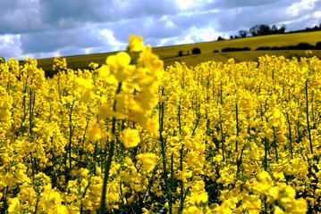 Bright Yellow Blooming Rapeseed Fields in spring time, frame filled with beautiful rapeseed plants