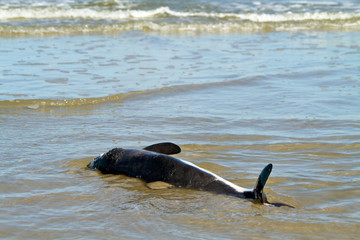 Dead Harbour porpoise, washed up the beach