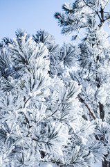 Pine branches covered with snow on a Sunny day