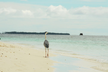 Grey Heron stands on a stunning beach in the Maldives