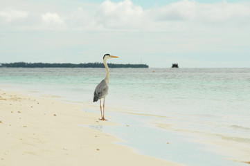 Grey Heron stands on a stunning beach in the Maldives