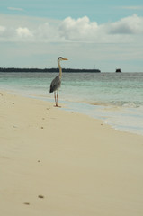 Grey Heron stands on a stunning beach in the Maldives