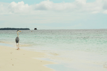 Grey Heron stands on a stunning beach in the Maldives