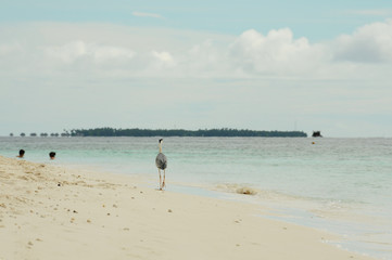 Grey Heron stands on a stunning beach in the Maldives