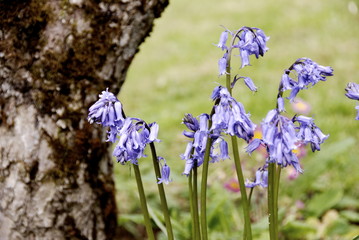 Close up of purple bluebells by a tree in their natural environment with grass and pink flowers behind.