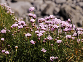 Natural wild heather growing on a cliff edge.