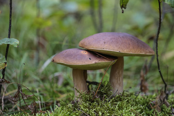 A pair of edible mushrooms king bolete