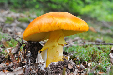 Caesar's mushroom (Amanita caesarea) grows in moss in the forest. Most delicious mushroom in the world