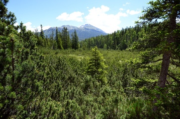 Austria, Tirol, Piller Moor