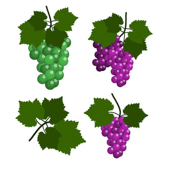 Set of Grapes isolated in white background. Flat Design Illustration