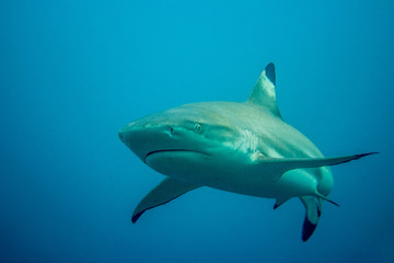 Requin pointe noir