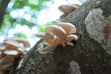 Pleurotus ostreatus, the oyster mushroom grows on tree in forest. Healthy and delicious mushroom in nature