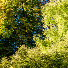 Colorful autumn background