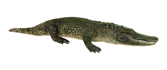 Fototapeta premium 3D Rendering American Alligator on White