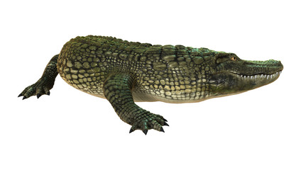 3D Rendering American Alligator on White