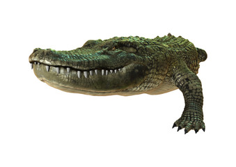 3D Rendering American Alligator on White