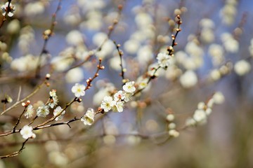 ウメの花