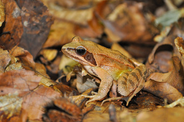 Fototapeta premium Agile Frog (Rana dalmatina) in the forest. Frog in nature