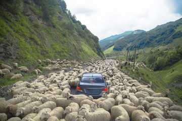 The car is stopped on the road by a flock of sheep. - obrazy, fototapety, plakaty