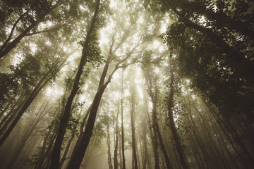 Green foggy forest