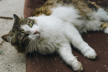Little cat walking and playing in the garden
