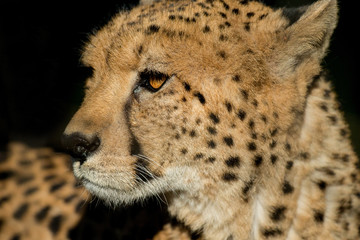 Cheetah rested, but the eyes still look victim. black tear-like streaks on the face , Endangered on the IUCN Red List , color vintage style , South Africa