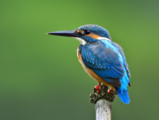 Back profile of Common Kingfisher (Alcedo atthis) Eurasian or River Kingfisher, a gorgeous blue bird perching on twig in the stream with blur green background
