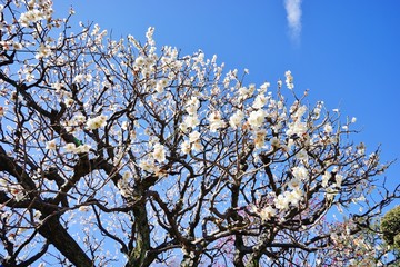 梅と青空