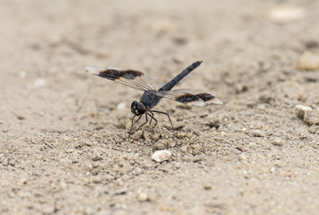 Band-winged dragonlet dragonfly closeup on sandy ground