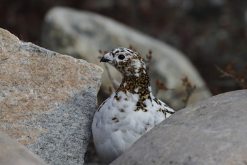 Rock Ptarmigan (Lagopus Muta) hiding among rocks showing the start of summer colours