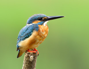 Beautiful chubby blue bird, Common Kingfisher (Alcedo atthis) perching on the pole showing its brown chest and side feathers profile over soft blur green background with insect lyric