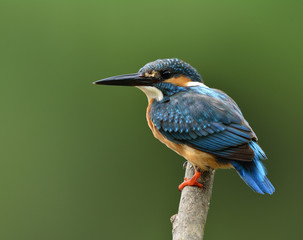 Beautiful dark blue and brown bird, Common Kingfisher (Alcedo atthis) calmly perching on the stick showing its side feathers over green background, fascinated nature