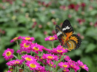 Beautiful flying butterfly, Leopard Lacewing,  perching over a bouquet of Pink Bougainvillea (Speetabilis) in green meadow field