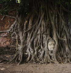 Fototapeta na wymiar Head of Buddha in tree roots, Ayutthaya, Thailand