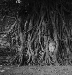 Head of Buddha in tree roots, Ayutthaya, Thailand