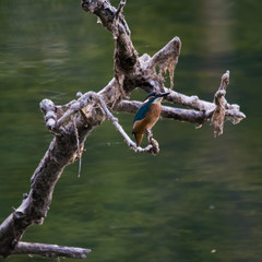 Wildlife photo of sitting kingfisher watching the surroundings