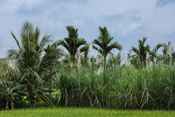 Naklejka premium Mysore, India - October 27, 2013: In Senapathihalli village, rice, banana, cane sugar and Coconut palm grow in close proximity under bluish sky. Shades of green.