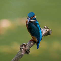Wildlife photo of sitting kingfisher watching the surroundings