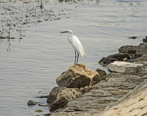 Little egret stood on rock by river bank
