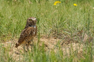 Burrowing Owl - Pose