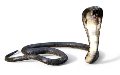 Fototapeta premium 3d King Cobra Najdłuższy na świecie jadowity wąż na białym tle, King Cobra Snake, ilustracja 3d, renderowanie 3d