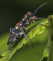 close-up shot of colourful tiger beetle