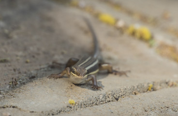 Blue-tailed skink lizard on a rock wall