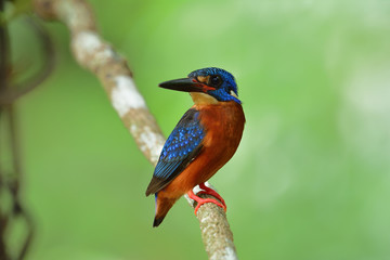 Blue-eared kingfisher (Alcedo meninting) a beautiful blue bird with rufous belly to its chest perching on vine branch over blur green background, fascinated nature