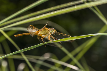 close-up view of dragonfly sitting on a leaf 