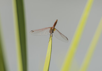 Red veined darter dragonfly closeup perched on leaf frond