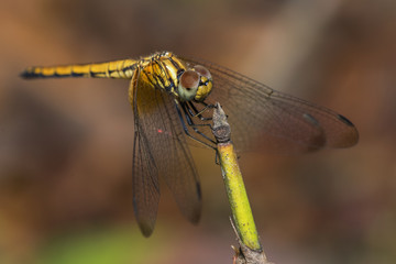 close up view Yellow dragon fly resting sitting in a stick