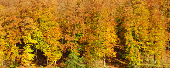 Autumn forest with colorful trees.