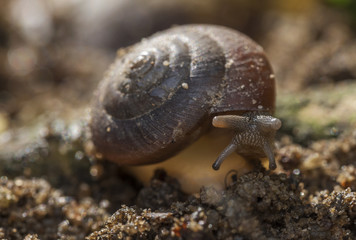 closeup shot of snail came out from its shell 