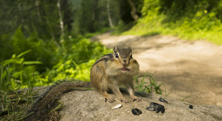 Obraz premium the chipmunk showed his tongue